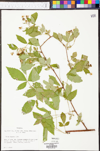 Rubus argutus image