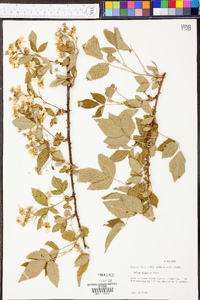 Rubus argutus image