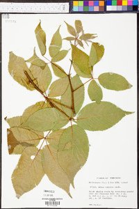 Rubus argutus image