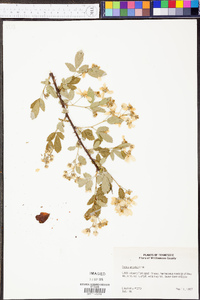 Rubus argutus image