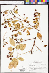 Rubus argutus image