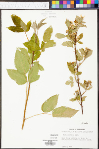 Rubus argutus image