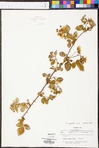 Rubus argutus image