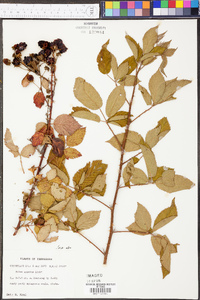 Rubus argutus image