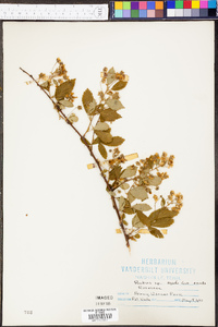 Rubus argutus image