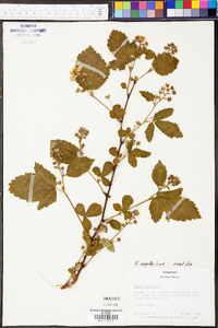 Rubus argutus image