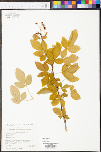 Rubus argutus image