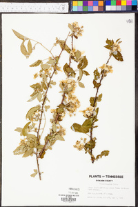 Rubus argutus image