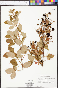 Rubus argutus image