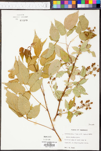 Rubus argutus image