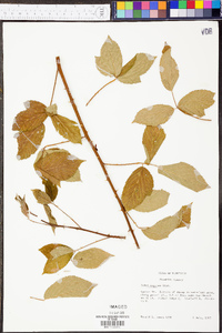 Rubus argutus image