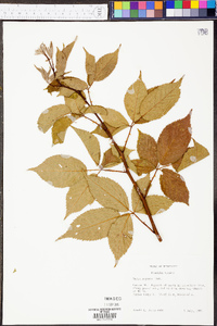 Rubus argutus image