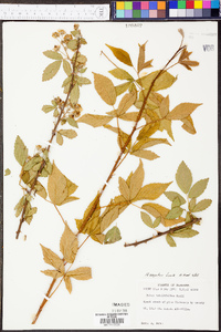 Rubus argutus image