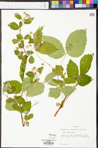 Rubus argutus image