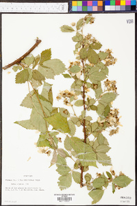 Rubus argutus image