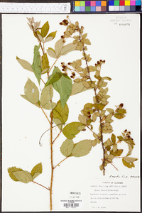 Rubus argutus image