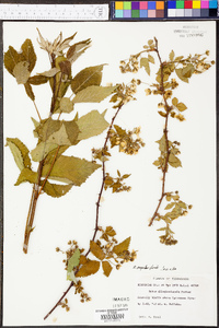 Rubus argutus image