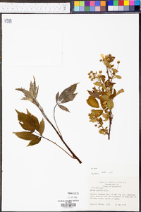 Rubus argutus image