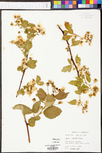 Rubus argutus image