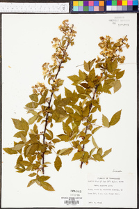 Rubus argutus image