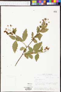 Rubus argutus image