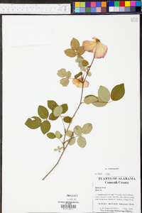 Rosa wichuraiana image