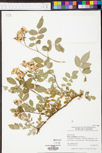 Rosa multiflora image