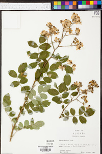 Rosa multiflora image