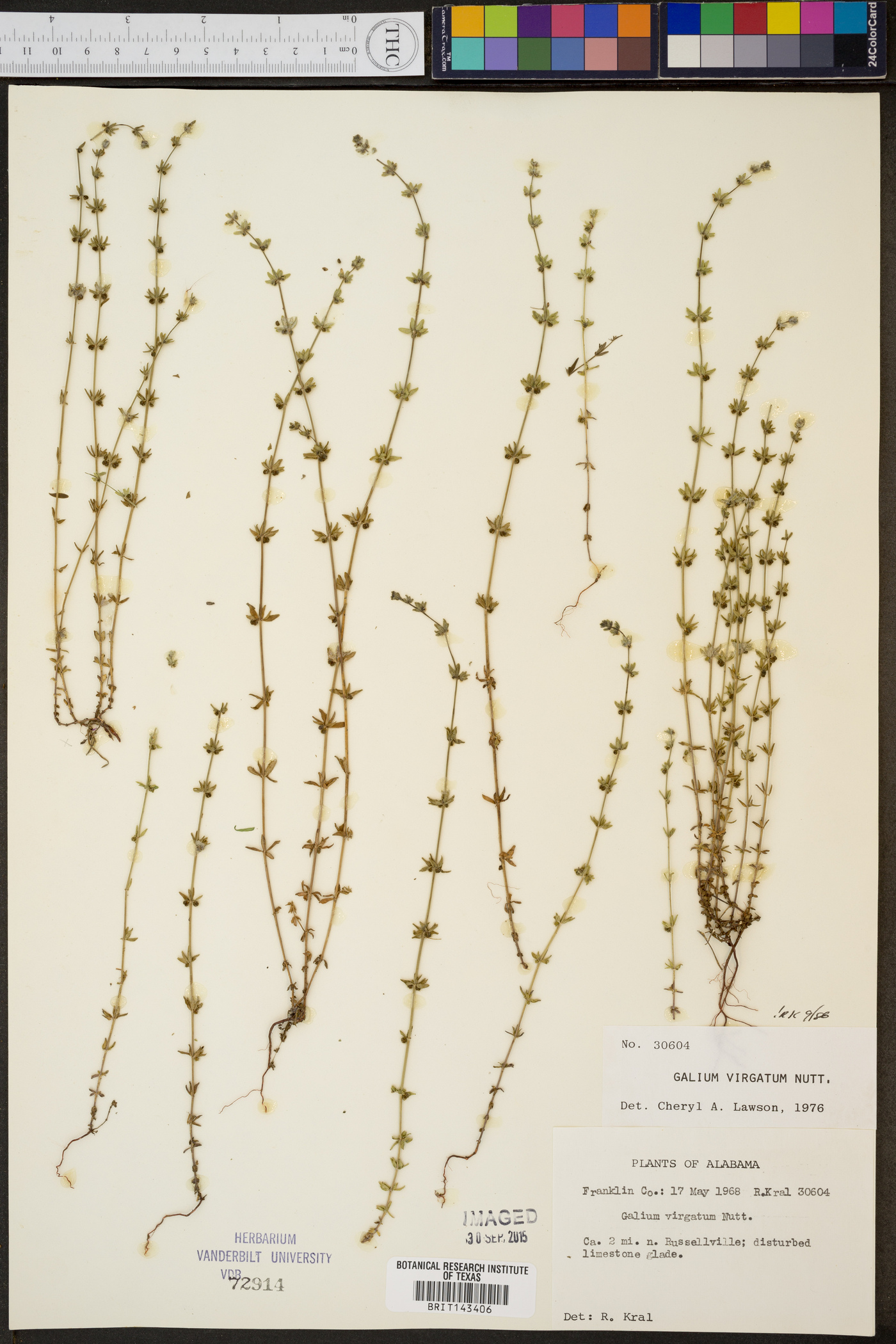 Galium virgatum image