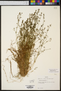 Galium parisiense image