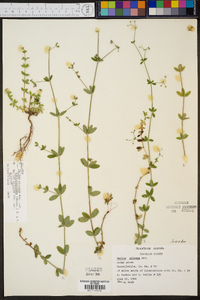 Galium pilosum image