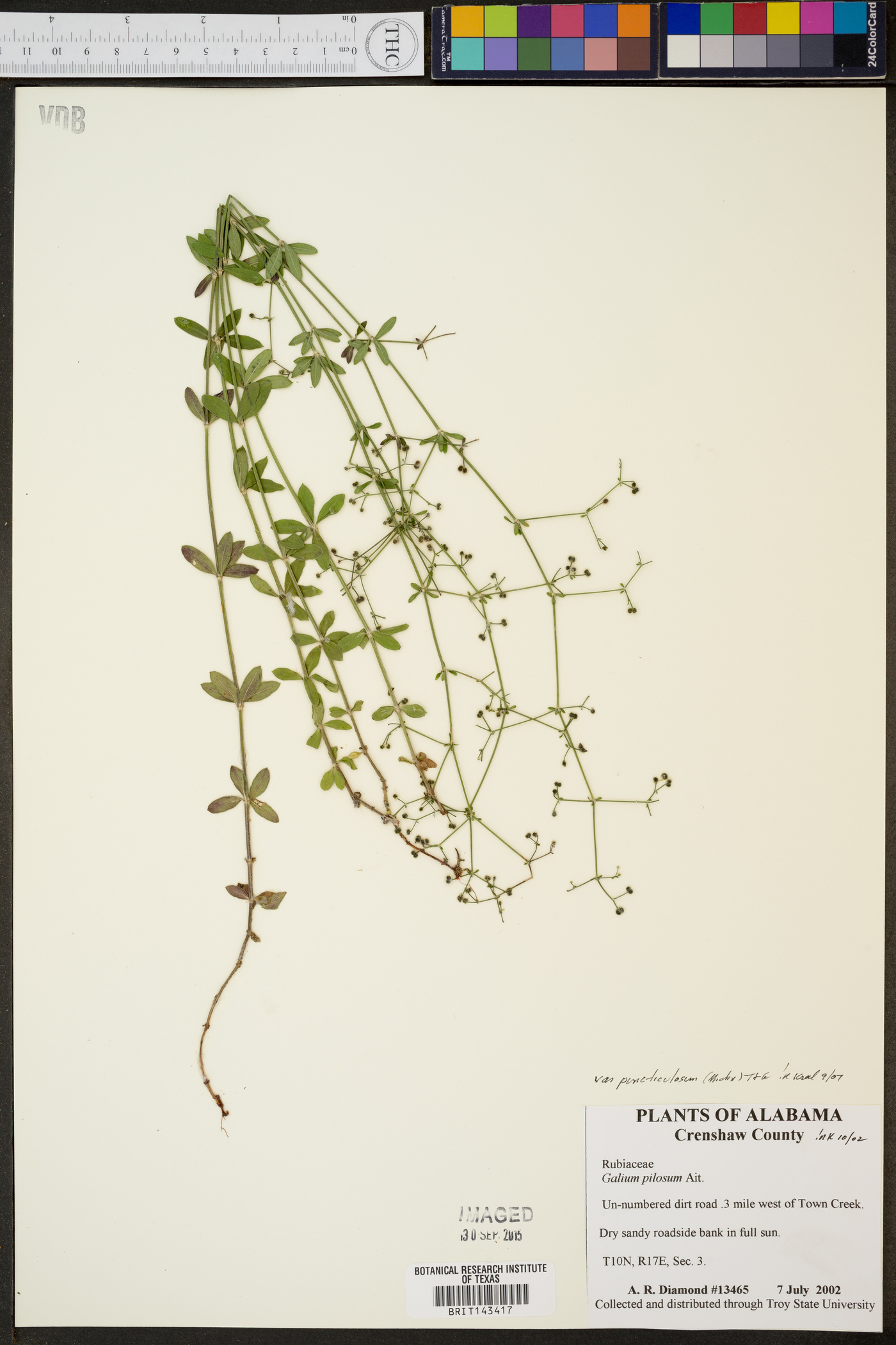 Galium pilosum var. puncticulosum image