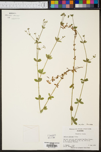 Galium pilosum var. pilosum image