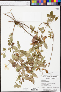 Rubus trivialis image