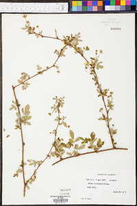 Rubus trivialis image