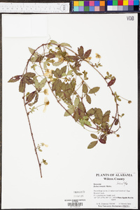 Rubus trivialis image