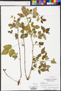 Rubus flagellaris image