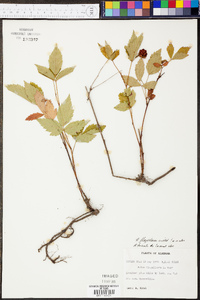 Rubus flagellaris image