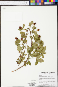 Rubus flagellaris image