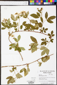 Rubus flagellaris image