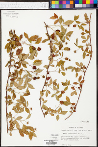 Rubus flagellaris image