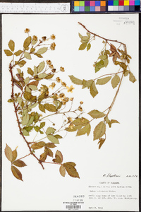 Rubus flagellaris image