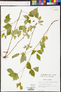 Rubus flagellaris image