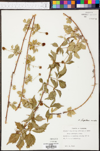 Rubus flagellaris image