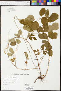 Rubus flagellaris image