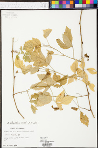 Rubus flagellaris image