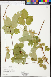 Rubus flagellaris image