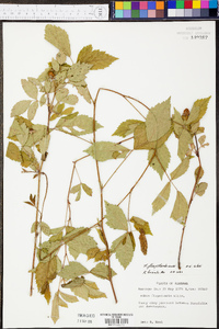 Rubus flagellaris image