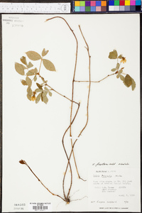 Rubus flagellaris image