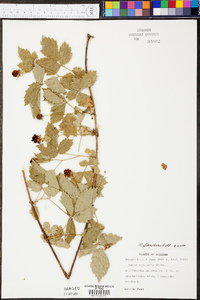 Rubus flagellaris image